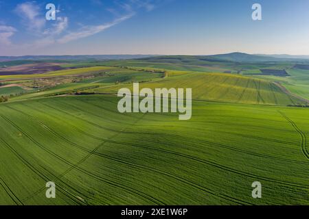 Green wavy hills with agricultural fields Stock Photo
