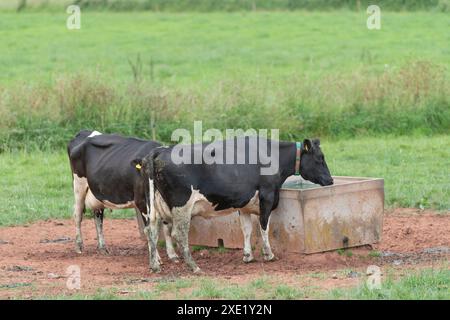 Dairy cows drinking from a trough in the field Stock Photo