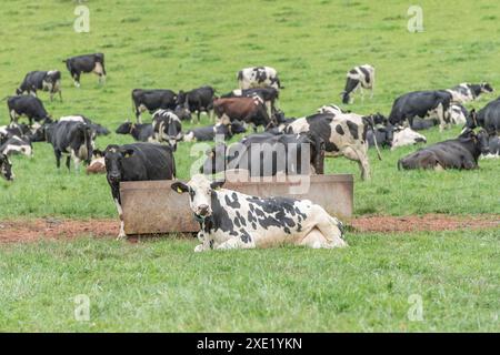 Dairy cows in the field Stock Photo