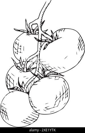 Tomato isolated on white background. Vector illustration. Tomatoes line art drawing. Stock Vector