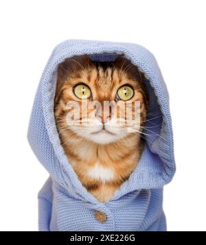 Red cat in a hood on a white background. Stock Photo