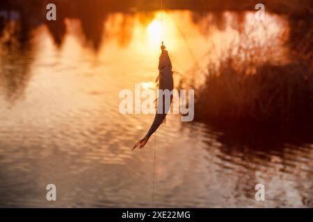 Gambling fishing on river in evening Stock Photo