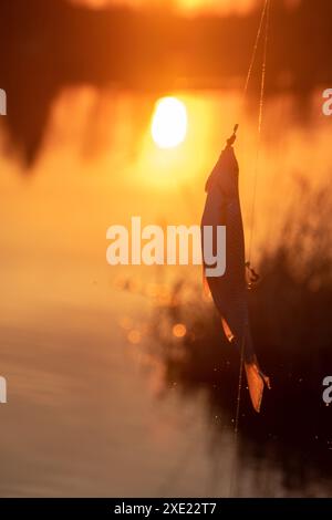 Gambling fishing on river in evening Stock Photo