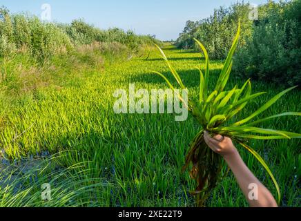 This drainage channel overgrown with macrophites Stock Photo