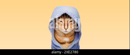 Red cat in a hood on a yellow background. Stock Photo