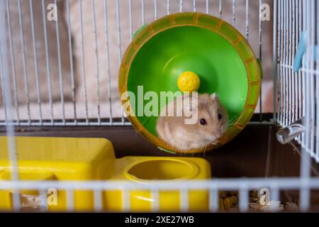 A cute hamster runs in a wheel. The concept of running in a circle Stock Photo