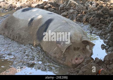 German domestic pig lying in the wallow Stock Photo