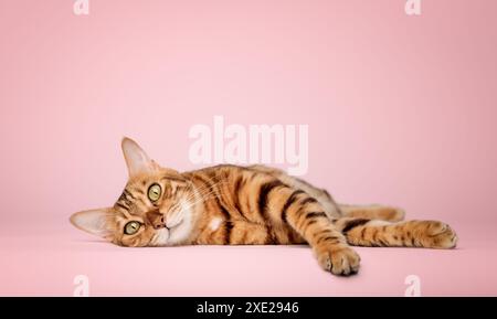 Bengal cat lies on a pink background. Stock Photo