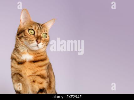 Portrait of a Bengal cat color rosette on gold on a purple background. Stock Photo