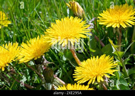 Dandelion or Dandelions (taraxacum officinale), close up focusing on a single yellow flower of the common weed growing in the trimmed grass of a park. Stock Photo