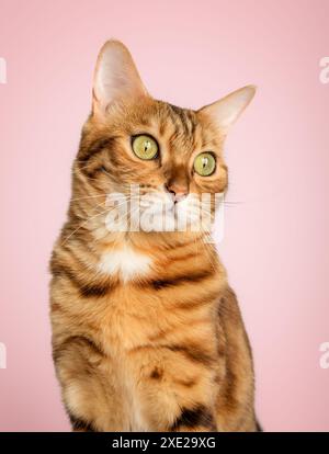 Portrait of a Bengal cat color rosette on gold on a pink background. Stock Photo