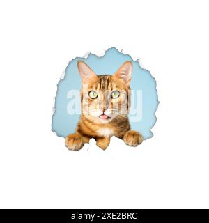 A cat looks out of a torn hole in paper. Stock Photo