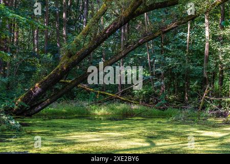 Small pond in the forest 1 Stock Photo