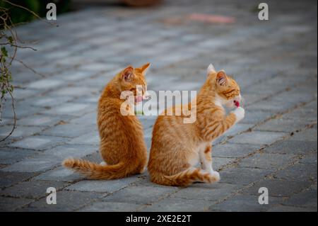 A red kitten diligently licking its nose while another red kitten thoroughly washes its paws and nos Stock Photo