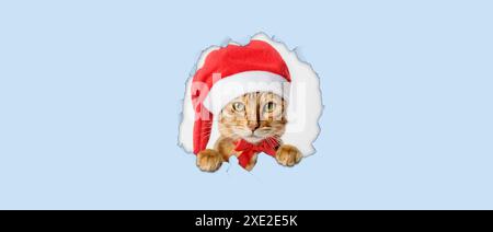 Santa Claus cat looks out of a hole in paper. Stock Photo