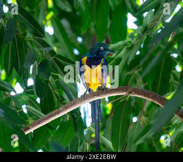 Golden breasted Starling, Cosmopsarus regius, Glossy Starling. Living in Somalia, Ethiopia, Eastern Kenya, Northeast Tanzania. Stock Photo