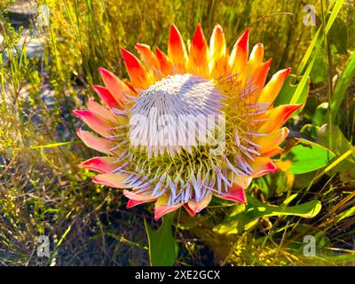 King Protea Fynbos flowers on coastal mountainside in Cape Town Stock Photo