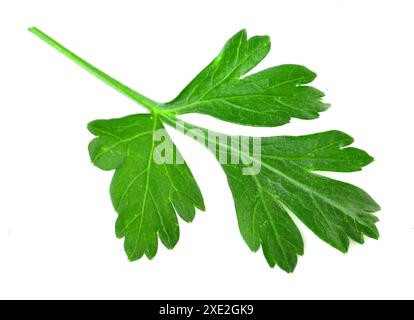 Parsley leaf isolated on white background. Fresh aromatic herbs Stock Photo