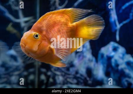 Orange parrot fish in the aquarium. Red Parrot Cichlid. Aquarium fish. Stock Photo