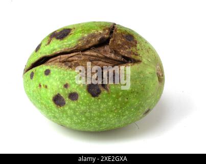 A walnut in a green shell that has cracked on a white background. Stock Photo