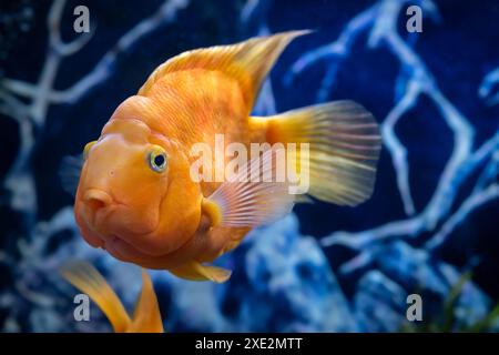 Orange parrot fish in the aquarium. Red Parrot Cichlid. Aquarium fish. Stock Photo