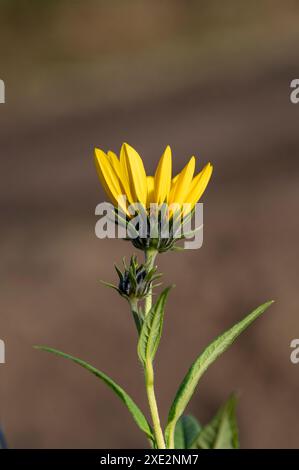 Yellow flowers of The Jerusalem artichoke (Helianthus tuberosus). Flowering sunroot, sunchoke, wild sunflower, topinambur or ear Stock Photo