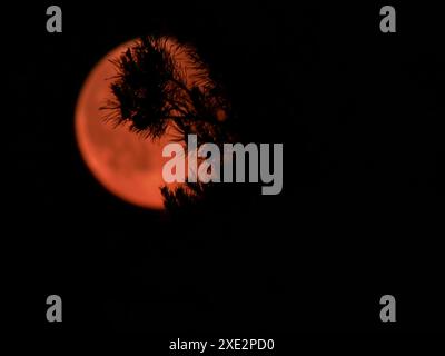 The moon, the natural satellite of the earth in red color against the background of a pine branch Stock Photo