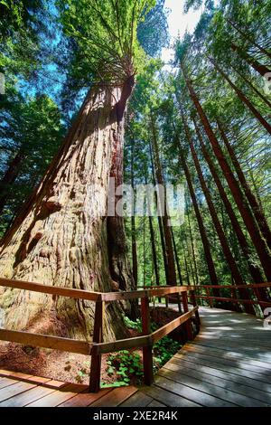 Giant Redwood Towering in Serene Forest with Boardwalk View Upwards Stock Photo