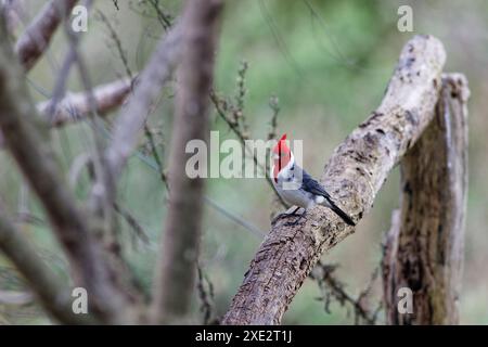 crested cardinal, tanagers and honeycreepers, paroaria coronata, red-cockaded cardinal. Thraupidae Stock Photo