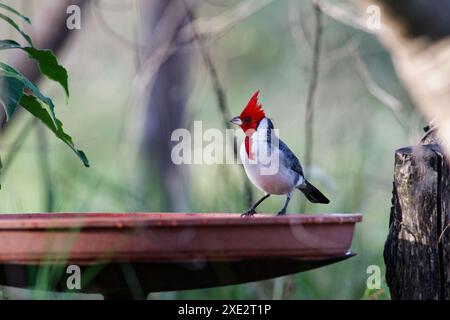 crested cardinal, tanagers and honeycreepers, paroaria coronata, red-cockaded cardinal. Thraupidae Stock Photo