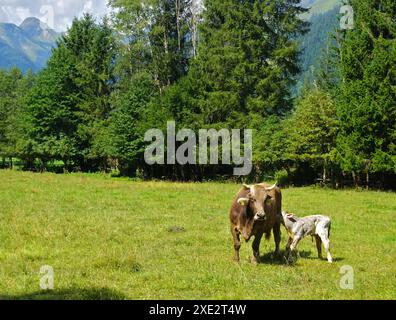 Lechtal Nature Park; Tyrol; Austria; Newborn calf in the pasture Stock Photo