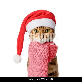 Funny Bengal cat wearing a Christmas hat and scarf isolated on a white background. Stock Photo