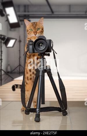 Bengal cat with a SLR camera in front of a photo studio. Stock Photo