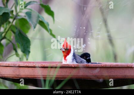 crested cardinal, tanagers and honeycreepers, paroaria coronata, red-cockaded cardinal. Thraupidae Stock Photo