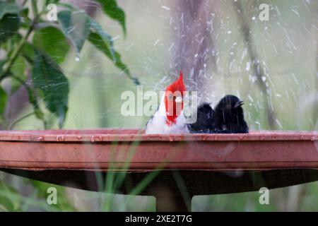 crested cardinal, tanagers and honeycreepers, paroaria coronata, red-cockaded cardinal. Thraupidae Stock Photo