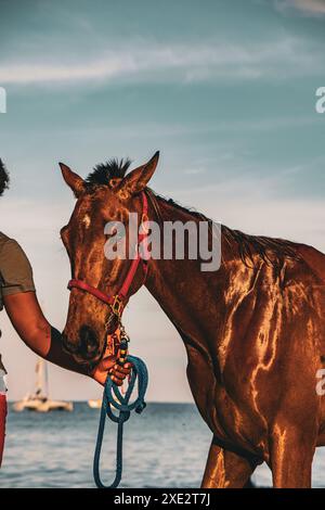 Swimming Horses at sunrise on Pebbles Beach, Bridgetown, Barbados. Groom leading a brown racing horse to swim in the sea as the sun rises. Stock Photo