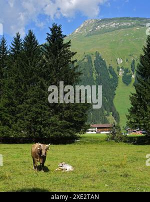 Lechtal Nature Park; Tyrol; Austria; Newborn calf in the pasture Stock Photo