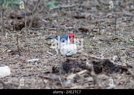 crested cardinal, tanagers and honeycreepers, paroaria coronata, red-cockaded cardinal. Thraupidae Stock Photo
