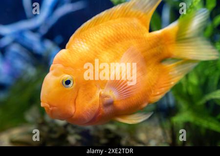 Orange parrot fish in the aquarium. Red Parrot Cichlid. Aquarium fish. Stock Photo