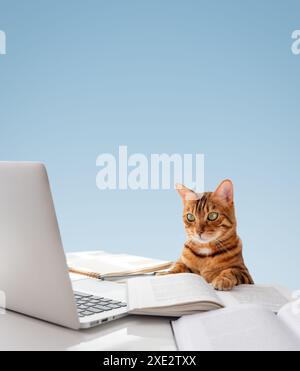 The cat sits at the desk and looks at the laptop. Stock Photo