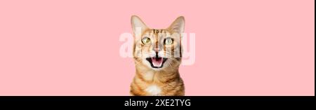 Funny portrait of a happy smiling bengal cat looking with open mouth on a pink background. Stock Photo