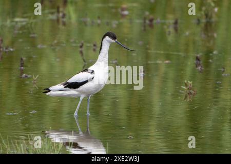 Avocet (Recurvirostra avosetta) Wading in Lake Stock Photo