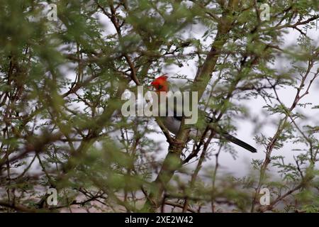 crested cardinal, tanagers and honeycreepers, paroaria coronata, red-cockaded cardinal. Thraupidae Stock Photo