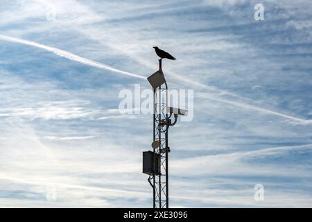 Crow on a communications tower with sky covered by chemical trails on the background Stock Photo