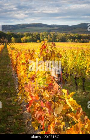 Austria, Burgenland, Oberpullendorf District, near Neckenmarkt, vineyards at sunrise in autumn, View over Deutschkreutz, Blaufra Stock Photo