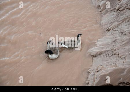 Canada geese in the Petitcodiac River in Moncton, New Brunswick, Canada Stock Photo