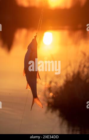 Gambling fishing on river in evening Stock Photo