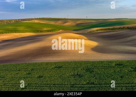 Green wavy hills with agricultural fields Stock Photo