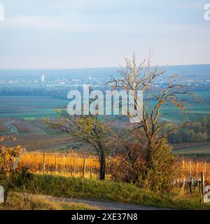 Austria, Burgenland, Oberpullendorf District, near Neckenmarkt, vineyards at sunrise in autumn, View over Deutschkreutz, Blaufra Stock Photo