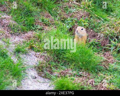 European ground squirrel on meadow looking for dangers Stock Photo